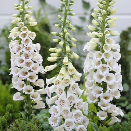 Digitalis purpurea 'Hanabee White' - Wit Vingerhoedskruid