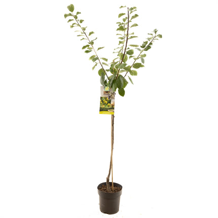 Prunus domestica R-Cl. d'Oullins - Gele pruim halfstam