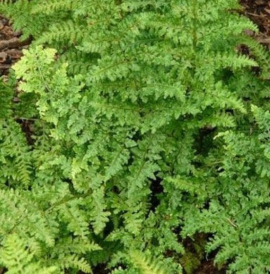 Dryopteris dilatata 'Lepidota Cristata'