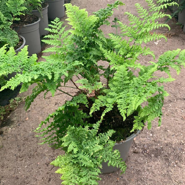Dryopteris dilatata 'Crispa Whiteside' - Stekelvaren