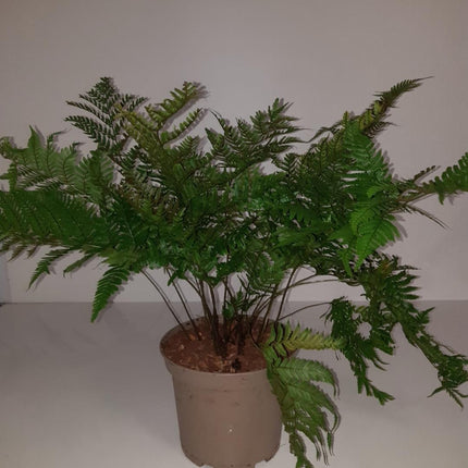 Dryopteris erythrosora - Herfstvaren