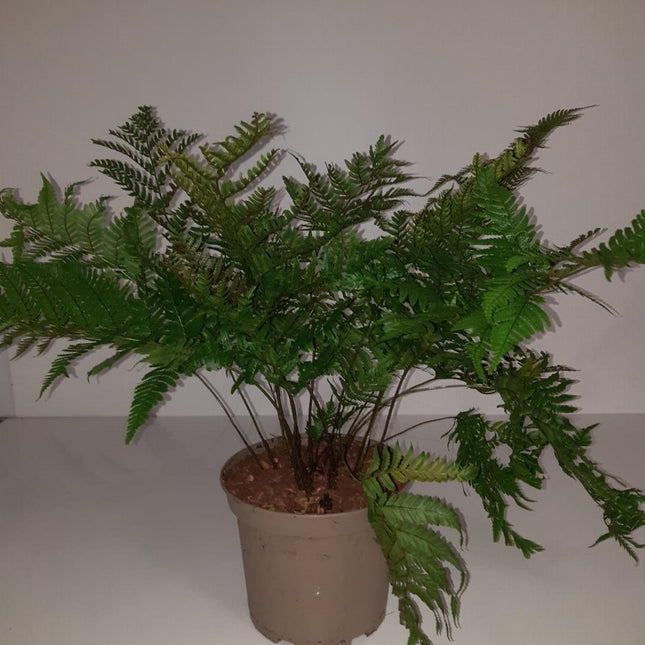 Dryopteris erythrosora - Herfstvaren