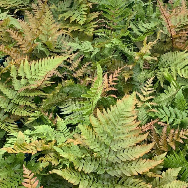Dryopteris erythrosora - Herfstvaren