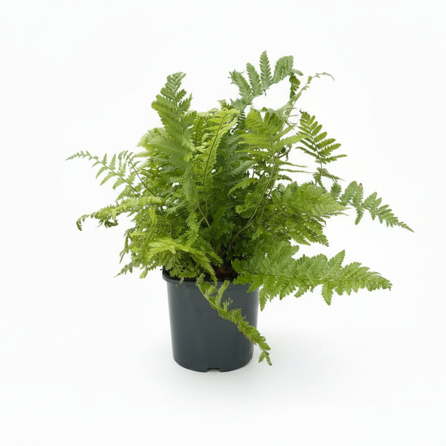 Dryopteris filix-mas — Mannetjesvaren C2 pot met witte achtergrond