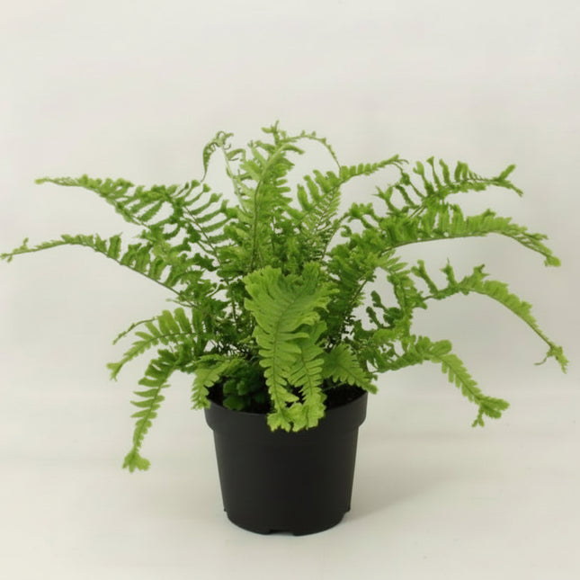Dryopteris filix-mas ‘The King’ Geschubde mannetjesvaren in C2 pot op witte achtergrond