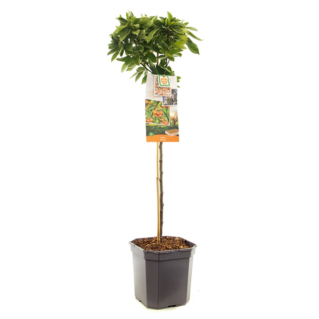 Malus Pomzai - Dwerg sierappelboom laagstam