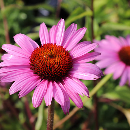 Grote roze bloem van Echinacea purpurea ‘Magnus’ met horizontaal uitstaande bloemblaadjes en een warm oranjebruin hart.
