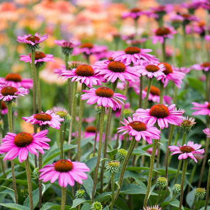 Borderpakket 'Zon & Droogte' - 5m² - 50 planten