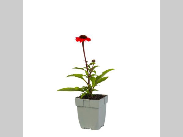 Jonge Echinacea ‘Apecssior’ in p9 pot met stevig, frisgroen blad en compacte groeiwijze.