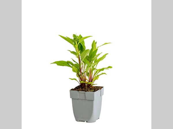 Echinacea ‘Noortdeli’ in p9 pot met frisgroen, ruw blad en jonge, opgaande scheuten.