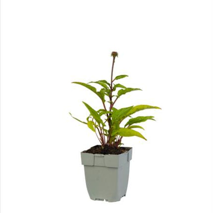 Echinacea ‘Sensation Pink’ in p9 pot met stevig groen blad en jonge, compacte groei.