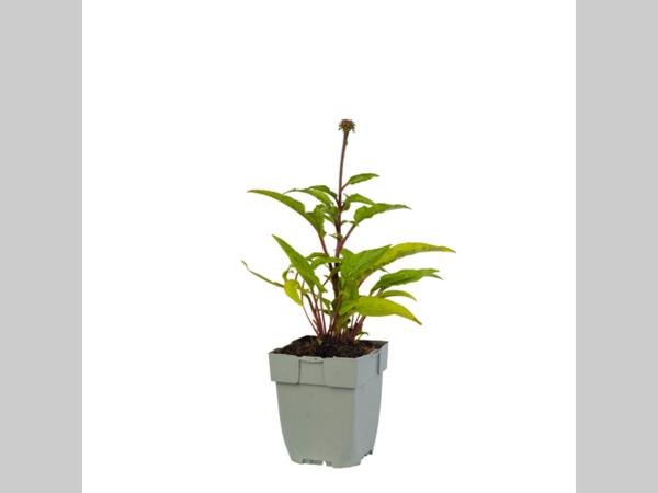 Echinacea ‘Sensation Pink’ in p9 pot met stevig groen blad en jonge, compacte groei.