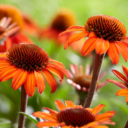 Echinacea ‘Apecssior’ - Zonnehoed