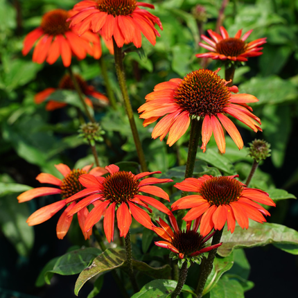 Echinacea ‘Apecssior’ - Zonnehoed