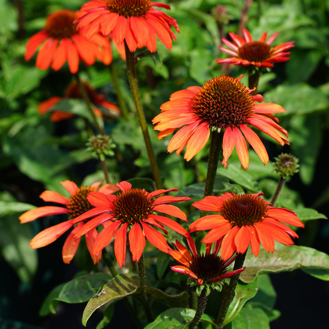 Echinacea ‘Apecssior’ - Zonnehoed
