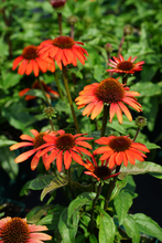 Afbeelding in Gallery-weergave laden, Echinacea ‘Apecssior’ - Zonnehoed
