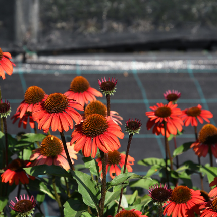 Echinacea ‘Apecssior’ - Zonnehoed