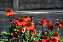 Afbeelding in Gallery-weergave laden, Echinacea ‘Apecssior’ - Zonnehoed
