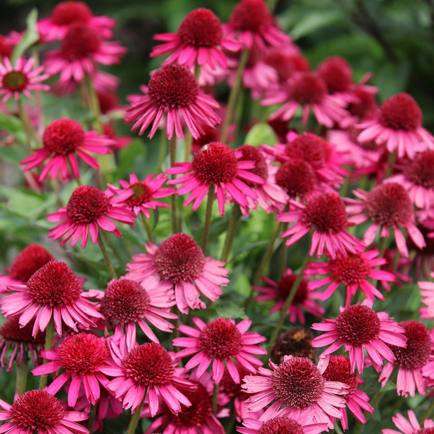 Echinacea ‘Noortdeli’ in bloei met kleurrijke bloemen op stevige stelen boven een volle, groene plant.