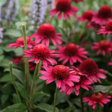 Afbeelding in Gallery-weergave laden, Echinacea &#39;Noortdeli&#39; - Zonnehoed
