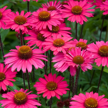 Afbeelding in Gallery-weergave laden, Echinacea &#39;Sensation Pink&#39; - Zonnehoed

