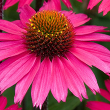 Afbeelding in Gallery-weergave laden, Echinacea &#39;Sensation Pink&#39; - Zonnehoed
