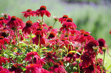 Afbeelding in Gallery-weergave laden, Echinacea ‘Sombrero Salsa Red’ – Zonnehoed
