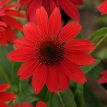 Afbeelding in Gallery-weergave laden, Echinacea ‘Sombrero Salsa Red’ – Zonnehoed

