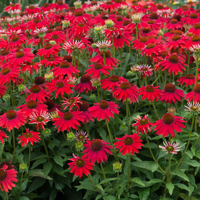 Echinacea ‘Sombrero Salsa Red’ – Zonnehoed