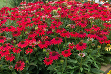 Afbeelding in Gallery-weergave laden, Echinacea ‘Sombrero Salsa Red’ – Zonnehoed
