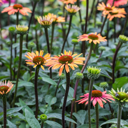 Echinacea 'Summer Cocktail' - Zonnehoed