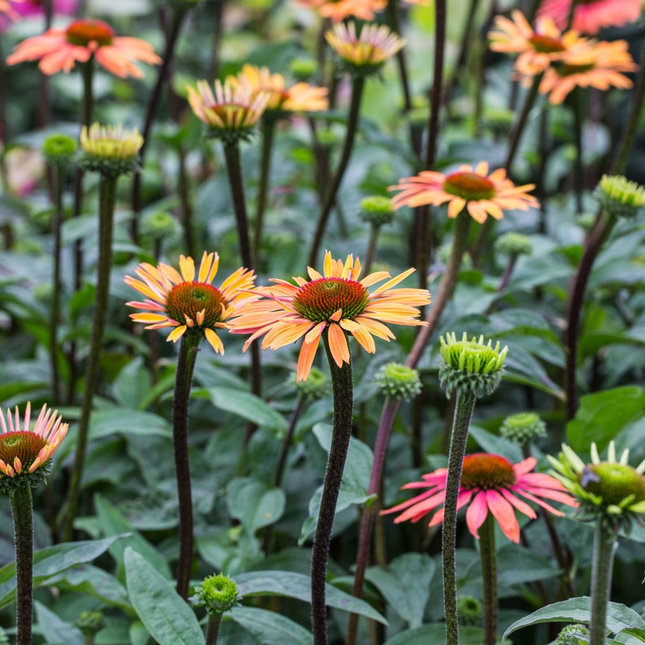 Echinacea 'Summer Cocktail' - Zonnehoed