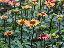 Afbeelding in Gallery-weergave laden, Echinacea &#39;Summer Cocktail&#39; - Zonnehoed
