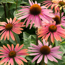 Afbeelding in Gallery-weergave laden, Echinacea &#39;Summer Cocktail&#39; - Zonnehoed
