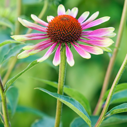 Echinacea purpurea 'Green Twister' - Zonnehoed