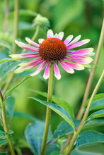 Afbeelding in Gallery-weergave laden, Echinacea purpurea &#39;Green Twister&#39; - Zonnehoed

