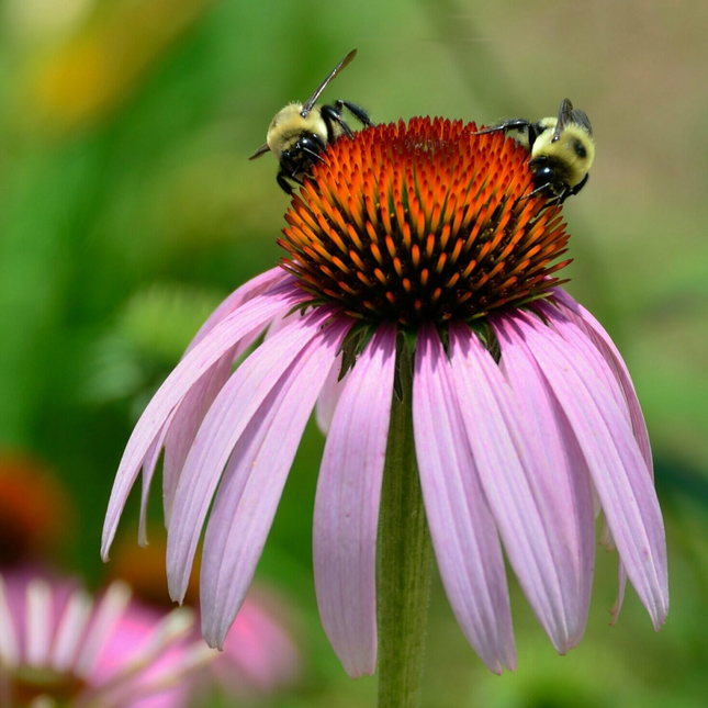Echinacea pallida - Zonnehoed