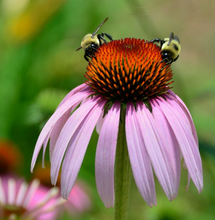 Afbeelding in Gallery-weergave laden, Echinacea pallida - Zonnehoed
