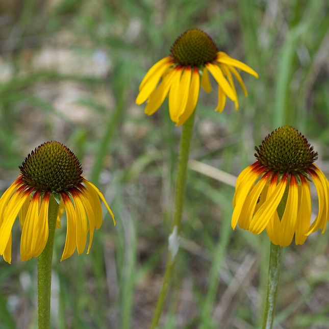 Echinacea paradoxa - Zonnehoed