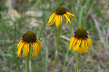 Afbeelding in Gallery-weergave laden, Echinacea paradoxa - Zonnehoed
