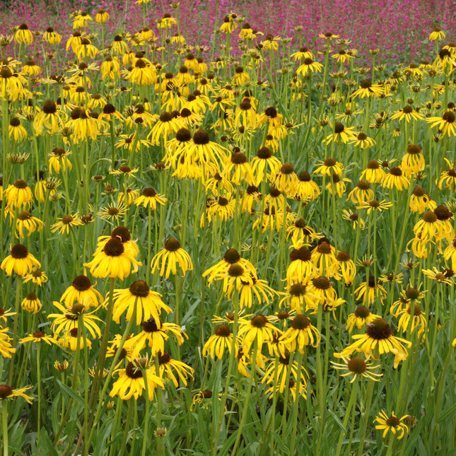 Echinacea paradoxa - Zonnehoed