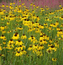 Afbeelding in Gallery-weergave laden, Echinacea paradoxa - Zonnehoed
