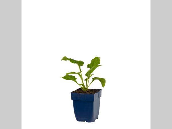 Echinacea purpurea ‘Alba’ in p9 pot met stevig, donkergroen blad en compacte groei.