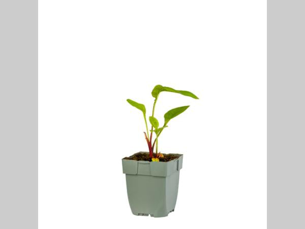 Echinacea purpurea ‘Green Twister’ in p9 pot met stevig, ruw blad en compacte, opgaande groei.