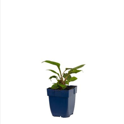 Jonge plant van Echinacea ‘Magnus’ in p9 pot met stevig, donkergroen blad en krachtige opbouw.