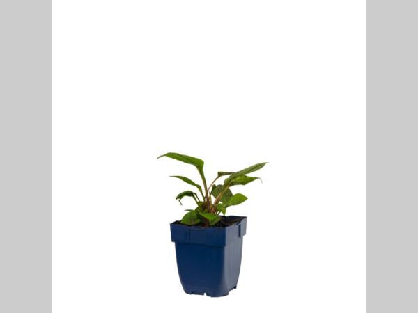 Jonge plant van Echinacea ‘Magnus’ in p9 pot met stevig, donkergroen blad en krachtige opbouw.