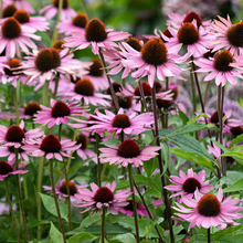 Afbeelding in Gallery-weergave laden, Echinacea purpurea &#39;Augustkönigin&#39; - Zonnehoed

