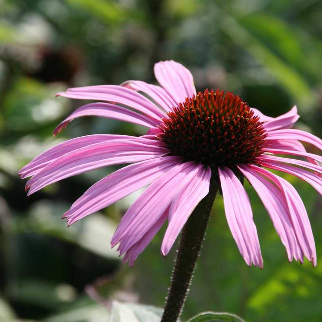 Echinacea purpurea 'Augustkönigin' - Zonnehoed