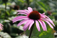 Afbeelding in Gallery-weergave laden, Echinacea purpurea &#39;Augustkönigin&#39; - Zonnehoed
