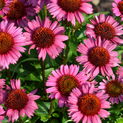 Echinacea purpurea 'Fatal Attraction' - Zonnehoed